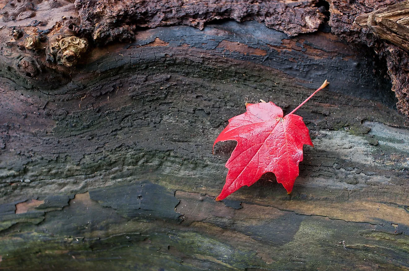 The Biggest Environmental Issues In Canada WorldAtlas