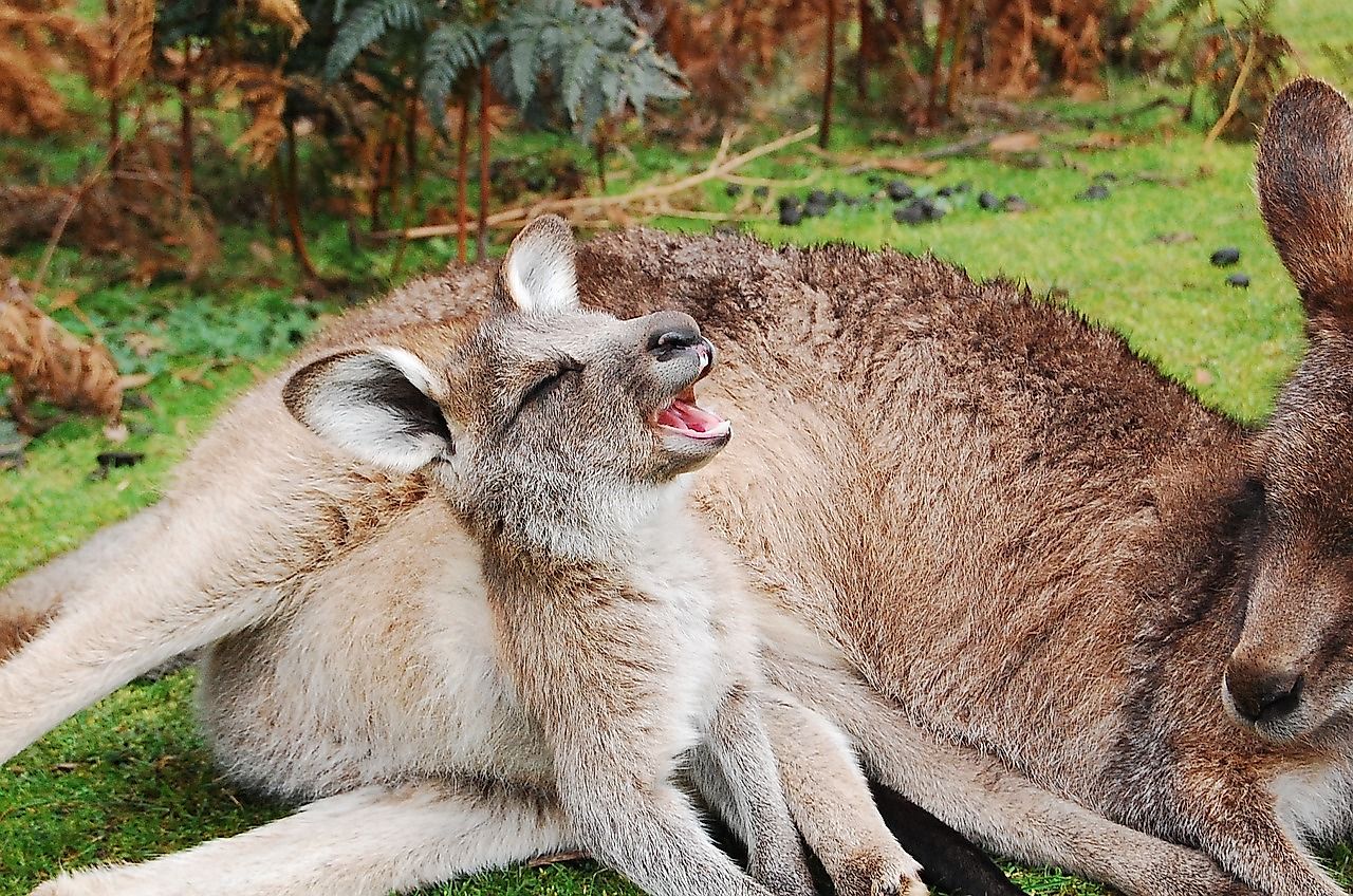 Kangaroo Facts Animals of Oceania WorldAtlas