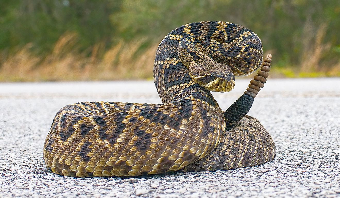 the-venomous-snakes-of-louisiana
