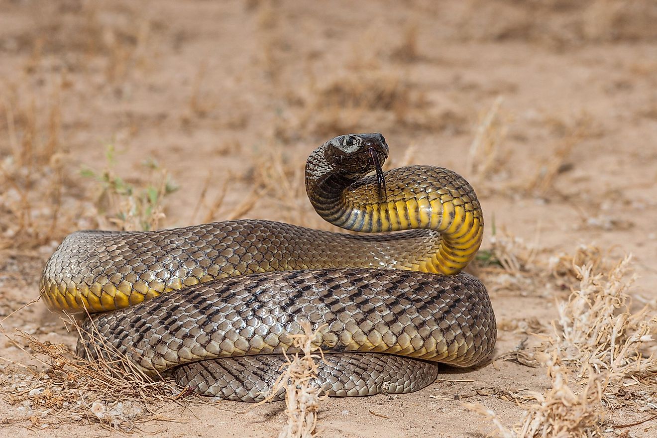 How Many Types Of Cobras Are There? Which Species Are Most Venomous? -  WorldAtlas