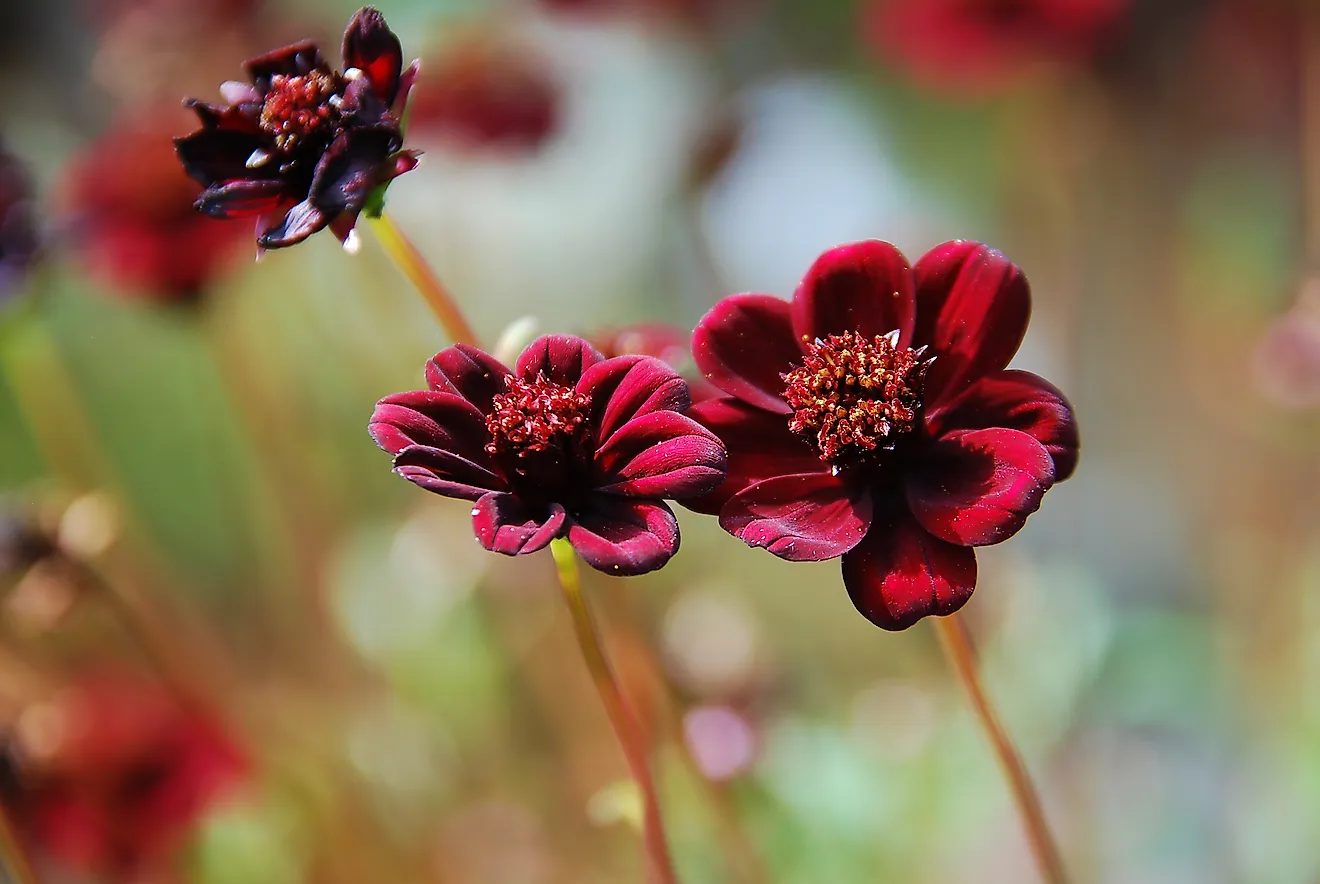 The 10 Rarest Flowers In The World WorldAtlas