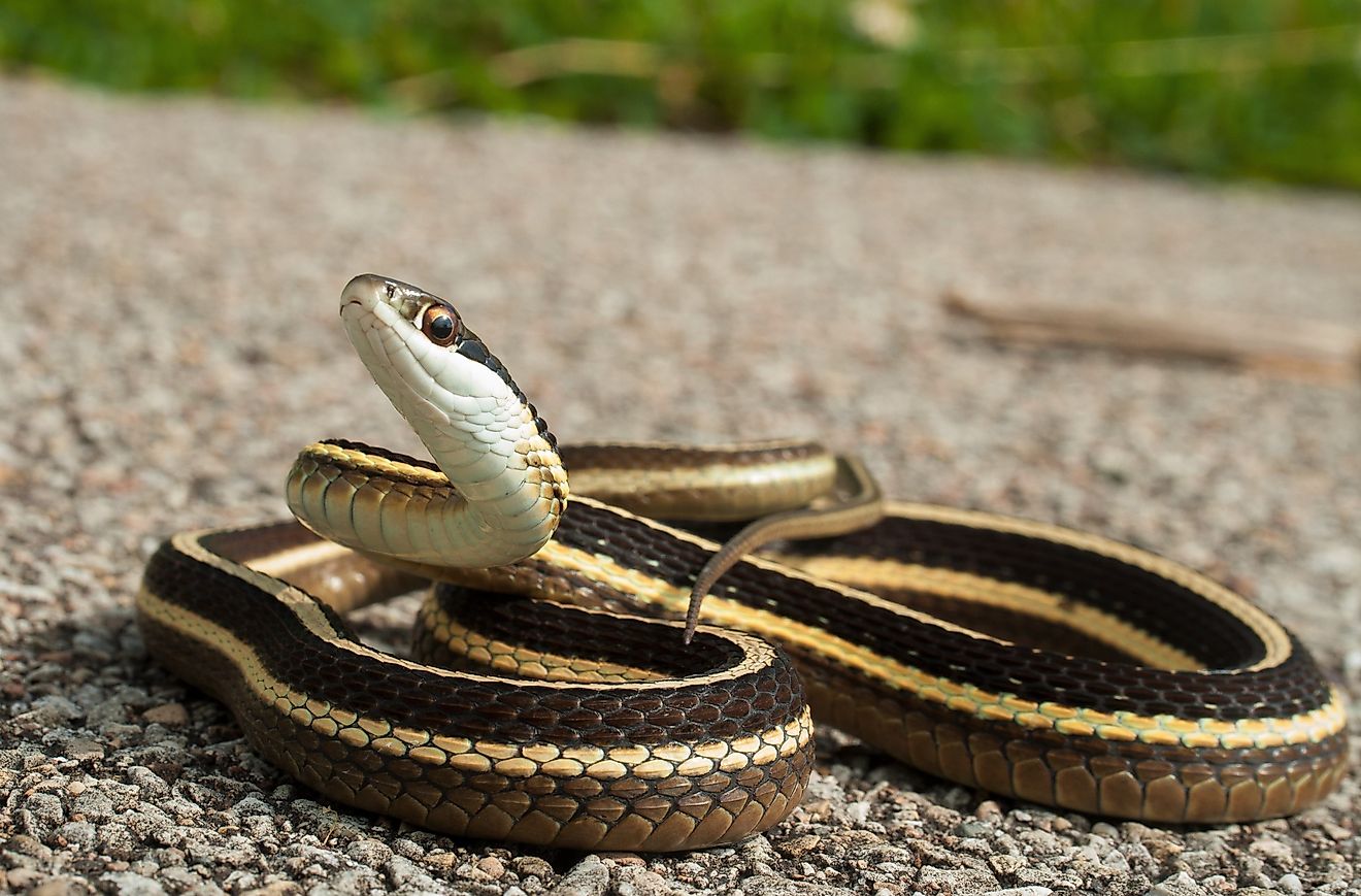 5 Most Rattlesnake-Infested Areas in Virginia