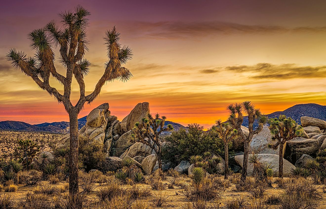 joshua-tree-national-park-an-iconic-desert-landscape-to-explore