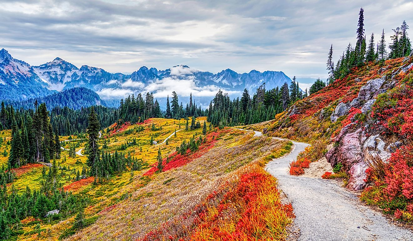 Mount Rainier National Park’s Alpine Meadows Explode With Wildflowers