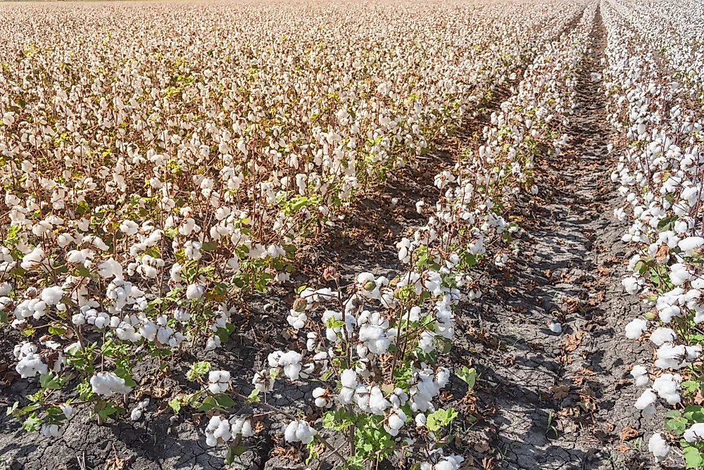 The Leading CottonProducing US States WorldAtlas