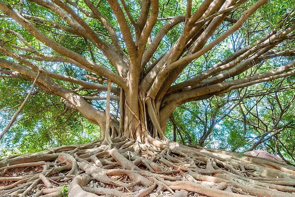 Where Is The Largest Banyan Tree In The World? WorldAtlas