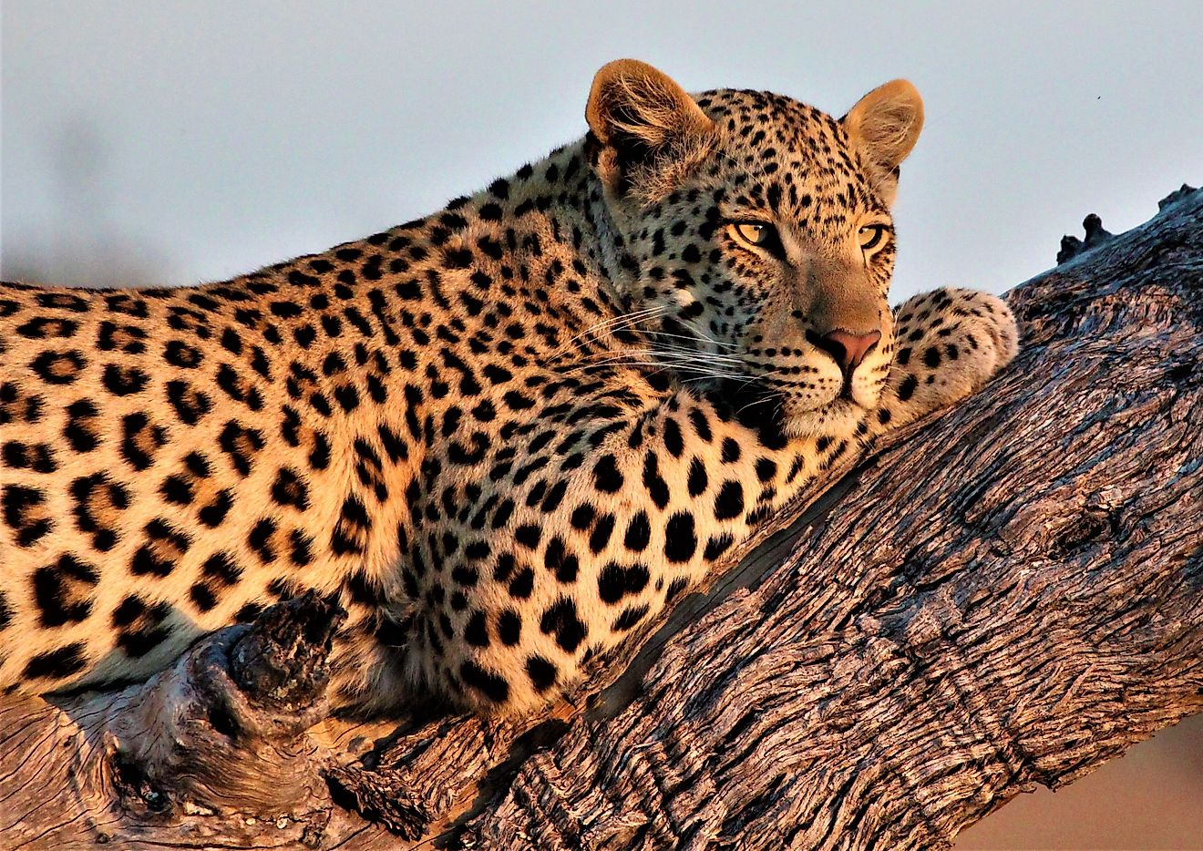 Leopard