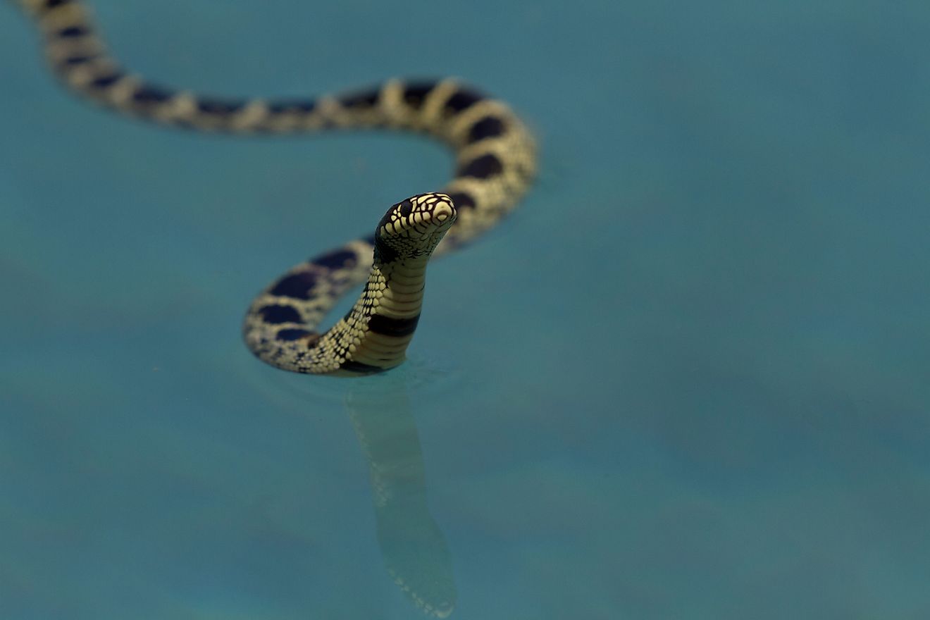The Most Snake Infested Lakes in Nevada