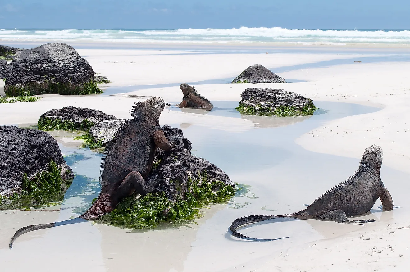 galapagos islands why visit