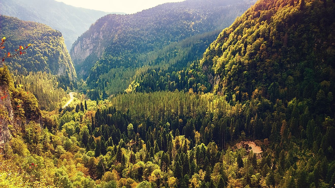 what-are-the-differences-between-evergreen-and-deciduous-trees