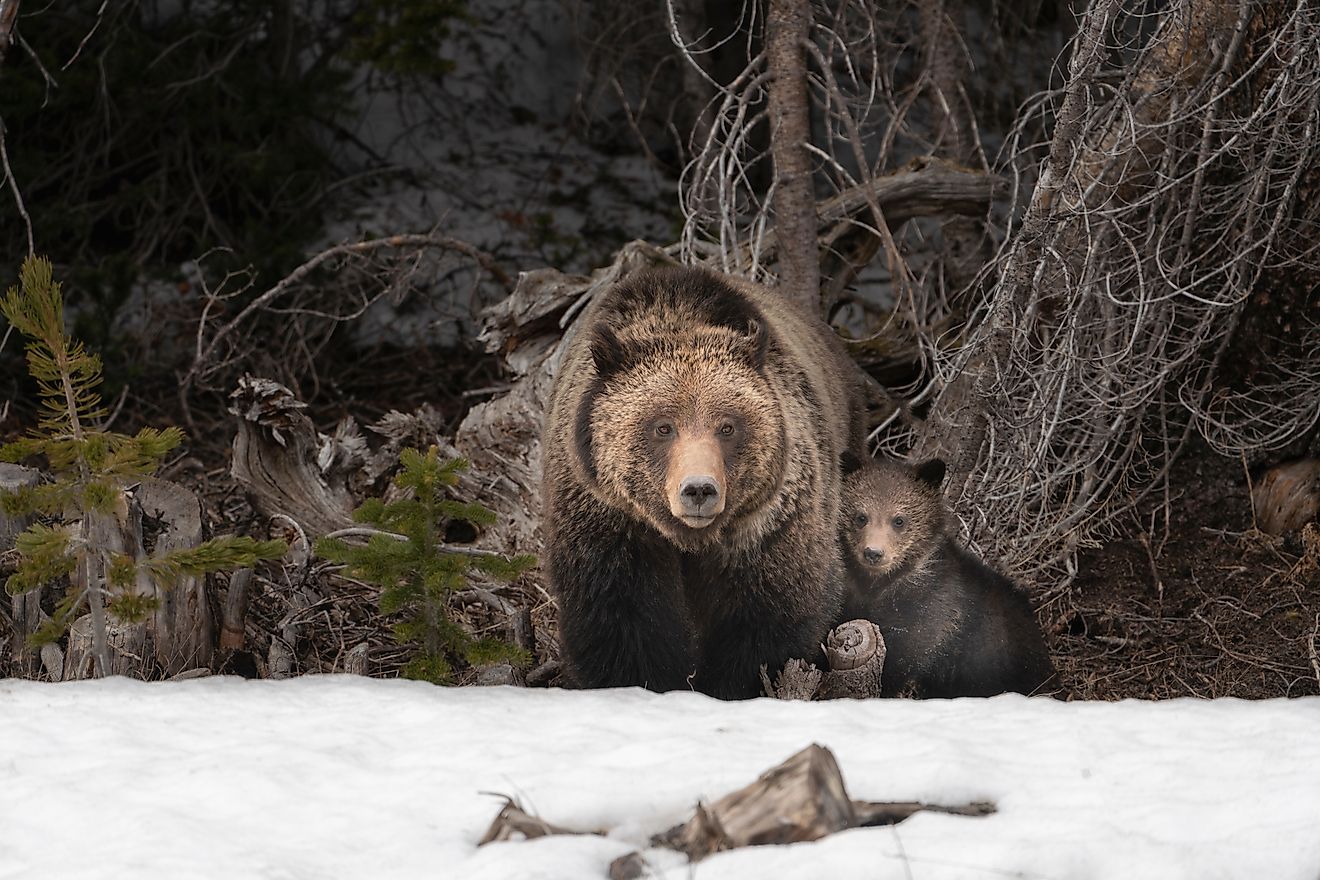 The National Forests With The Most Grizzly Encounters
