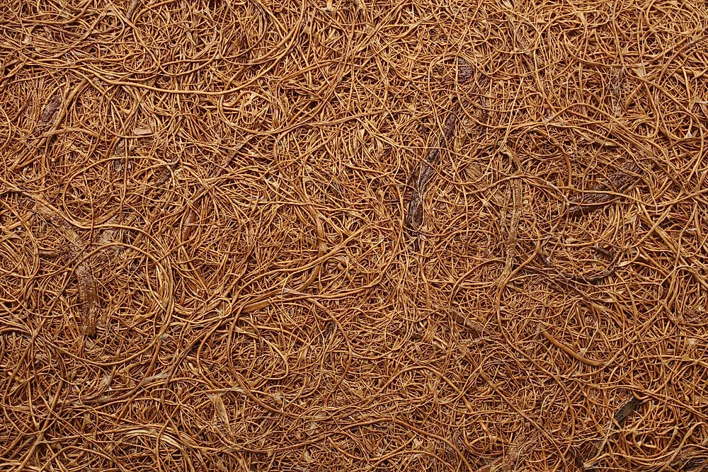 What Does Coir Mean at Emily Lewis blog