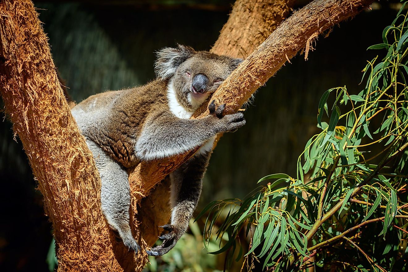 animals that dont sleep much