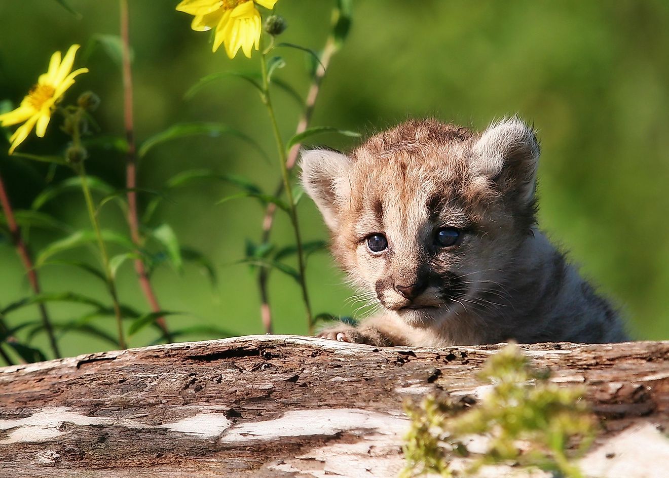 The Wild Cats of North America - WorldAtlas