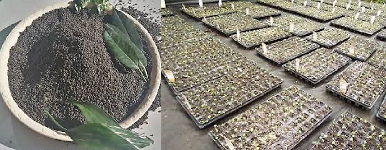 Export Economies Most Driven By Agricultural Raw Materials WorldAtlas