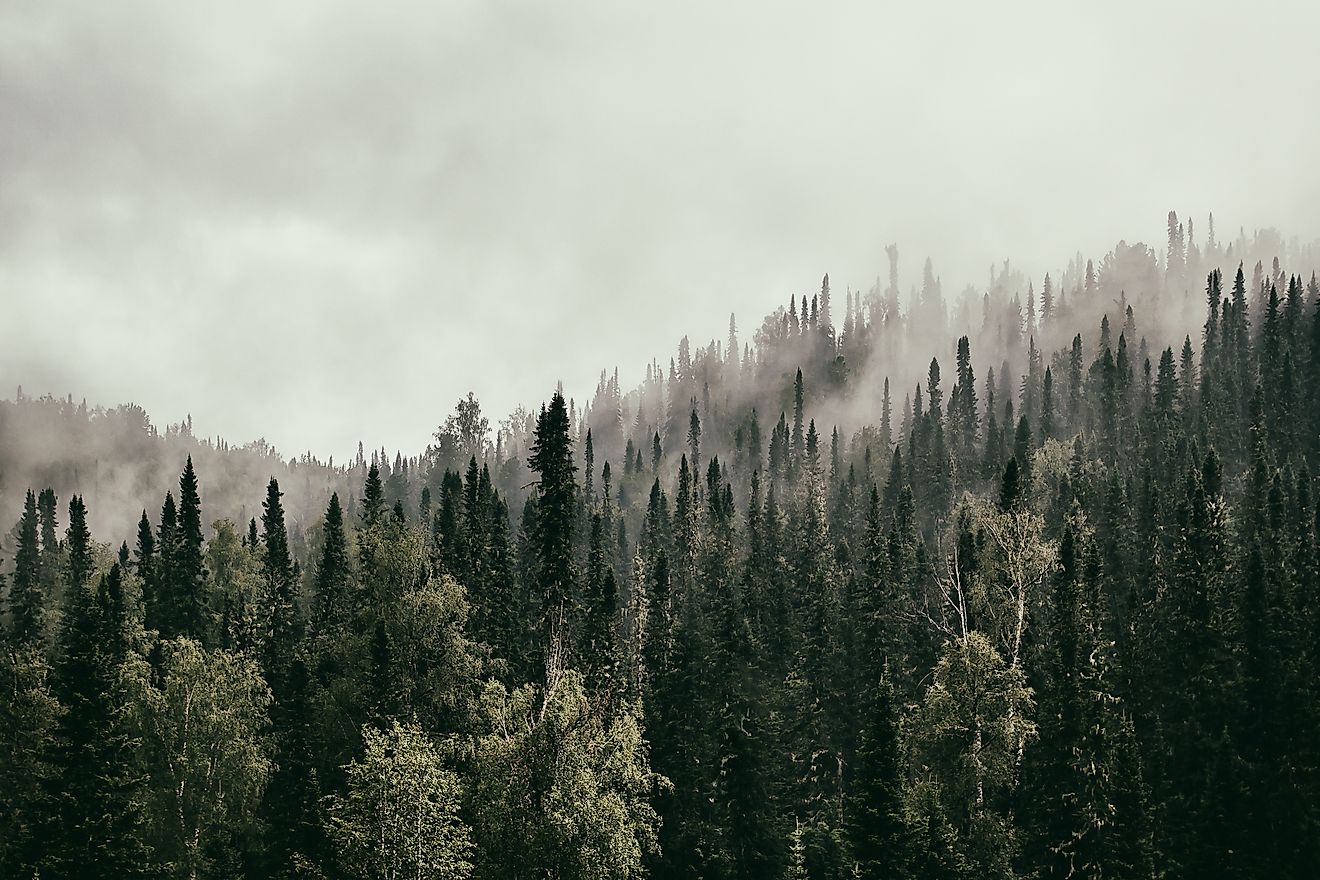 Boreal and Taiga Forests