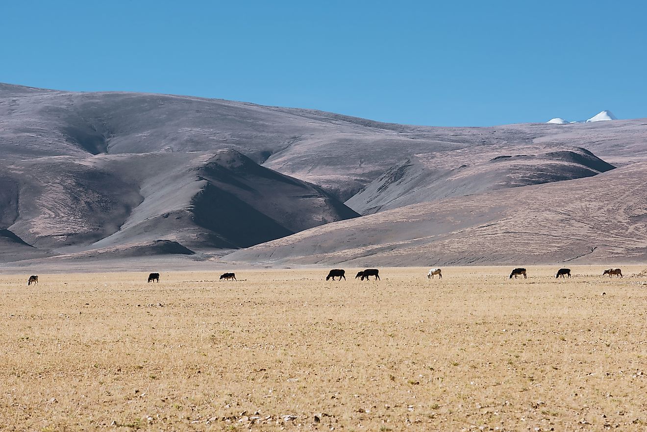 What Are The Different Types Of Plateaus? WorldAtlas