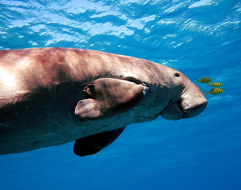Dugong Facts - Animals of the Ocean - WorldAtlas
