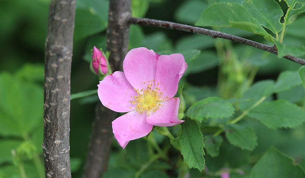 What Is The State Flower Of North Dakota? WorldAtlas