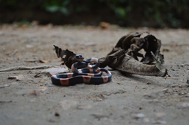 Native Reptiles Of Peru WorldAtlas