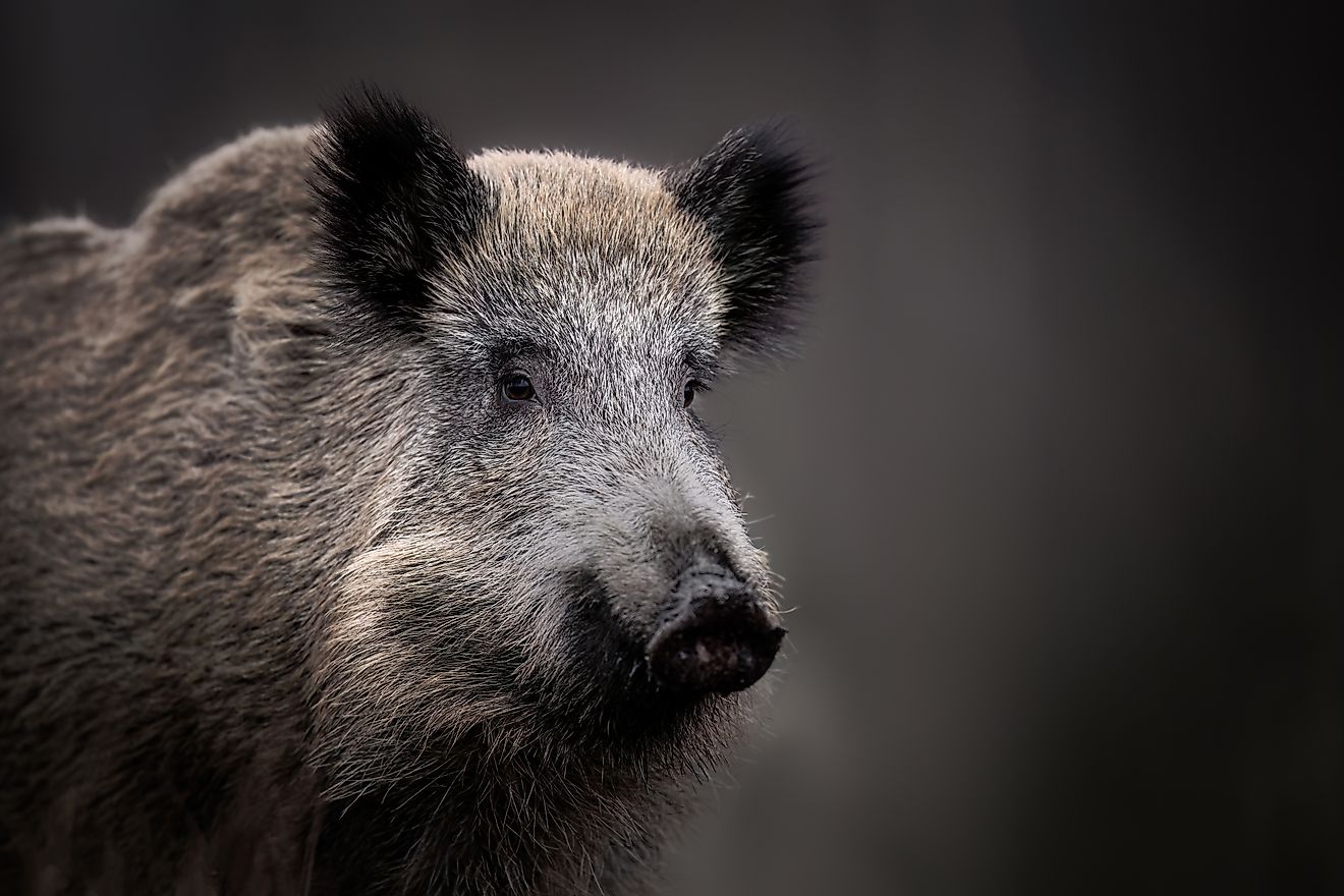 The Forests Where Wild Boar Have Taken Over