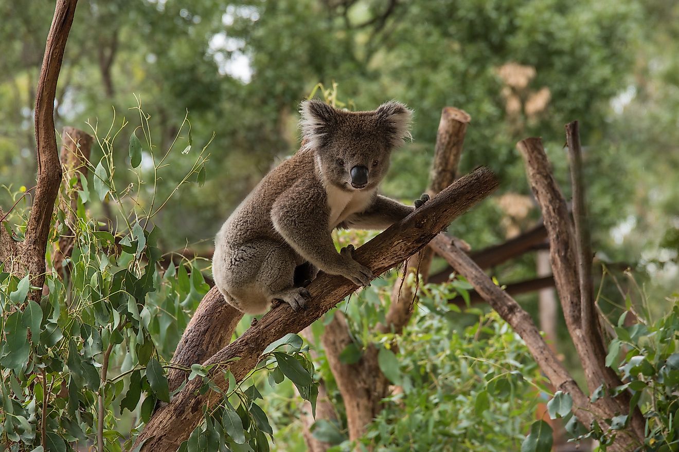 What Is The Role Of Koalas In The Ecosystem? WorldAtlas