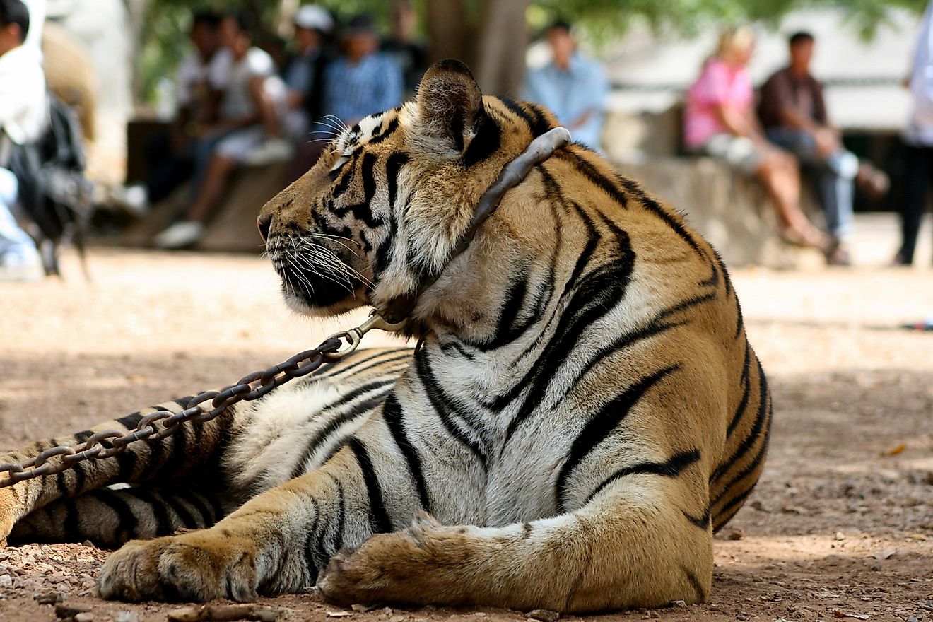 10 Animals That Were Banned As Pets In The US (And Why) WorldAtlas