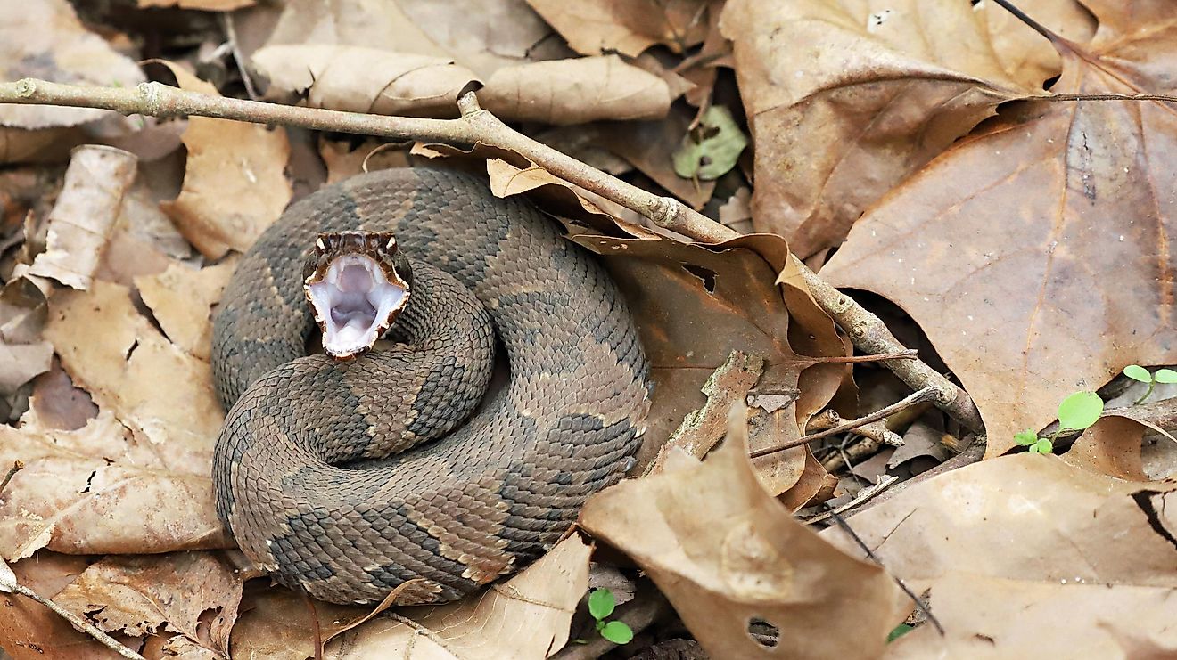 The 9 Most Venomous Snakes In The United States