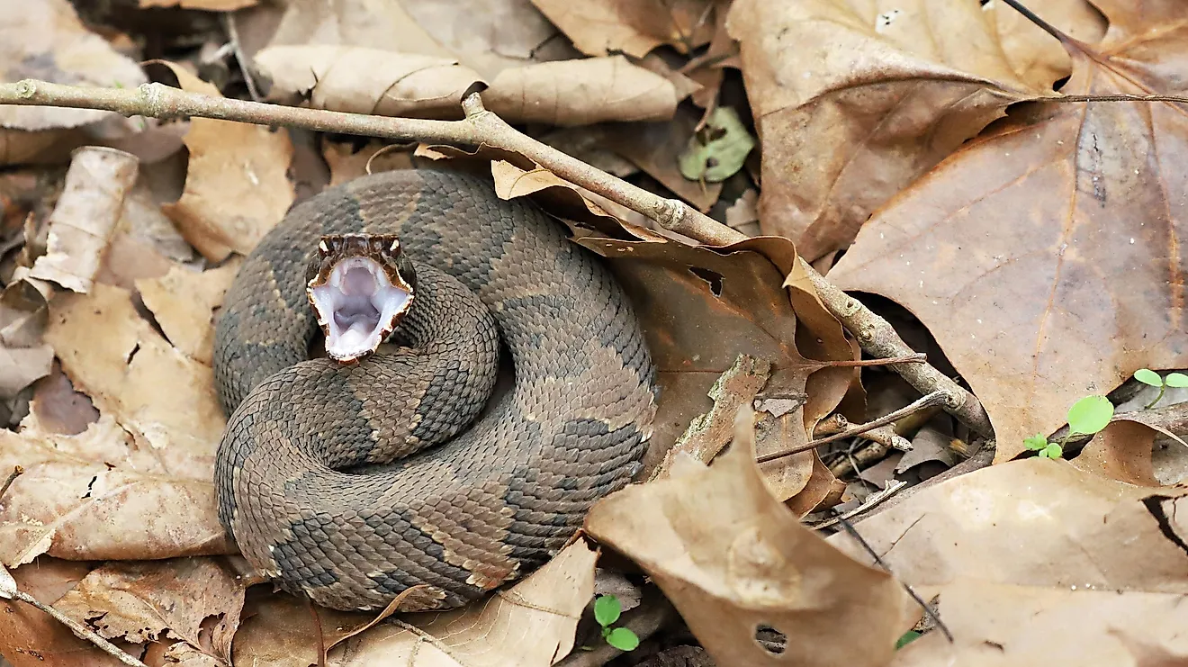 9 of the World's Deadliest Snakes