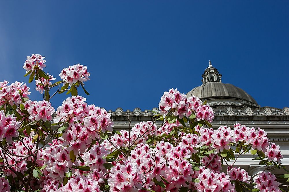 What Is The State Flower of Washington? WorldAtlas