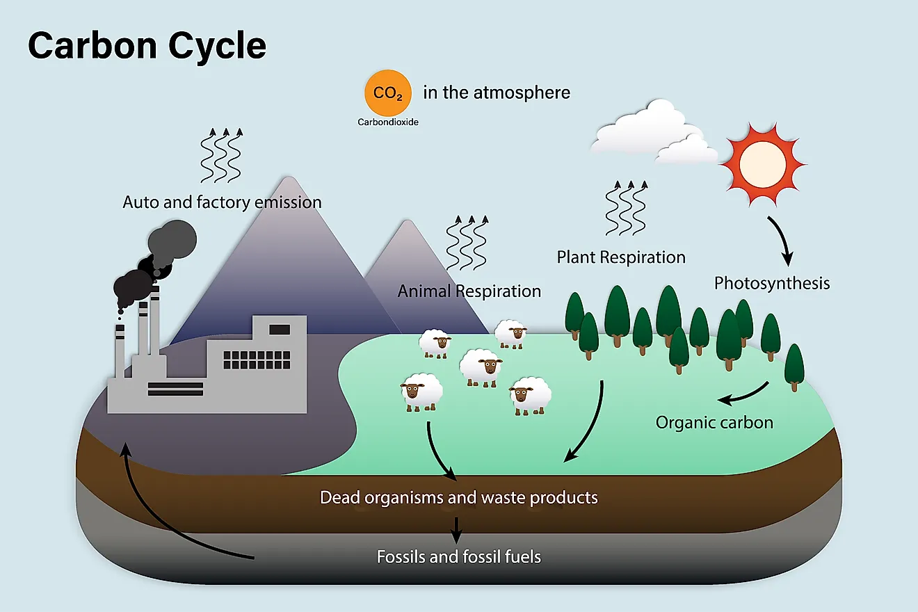 literature review carbon cycle