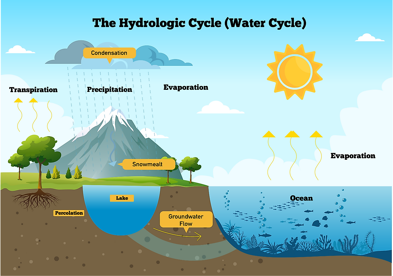 the water cycle process essay