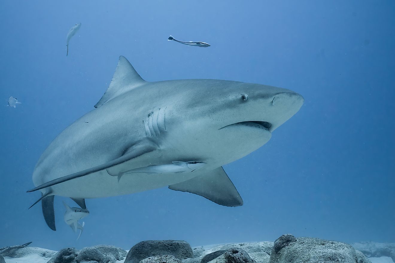 The US Beaches With The Most Shark Attacks