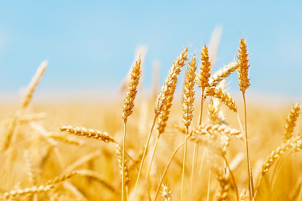 The Breadbaskets of the World WorldAtlas