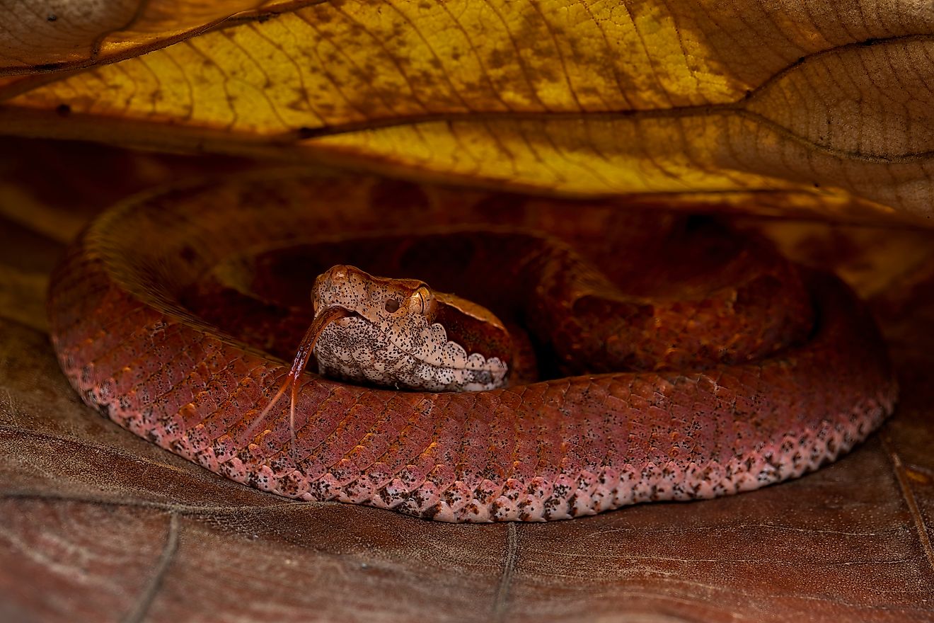 Malayan Pit Viper