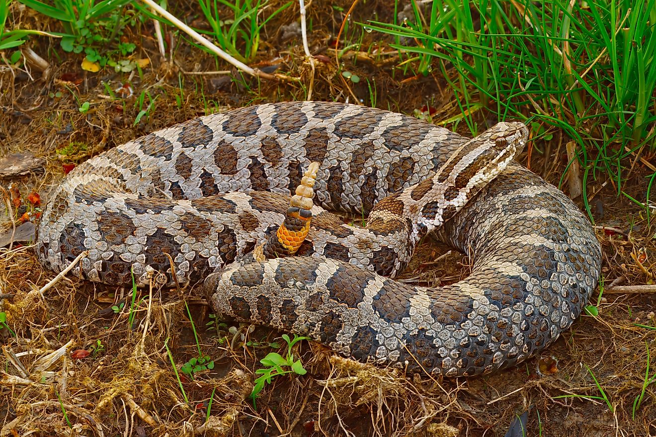 Rattle Snakes First Rattle The Northern Edge Of Rattlesnake Country
