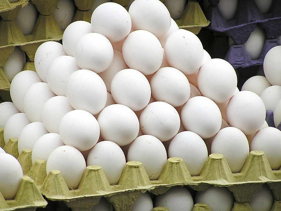 Top 15 Exporters Of Eggs In Shell WorldAtlas