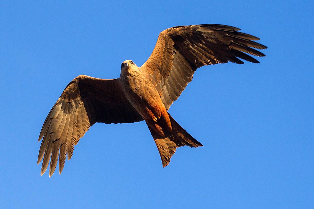 The World's Largest Eagles