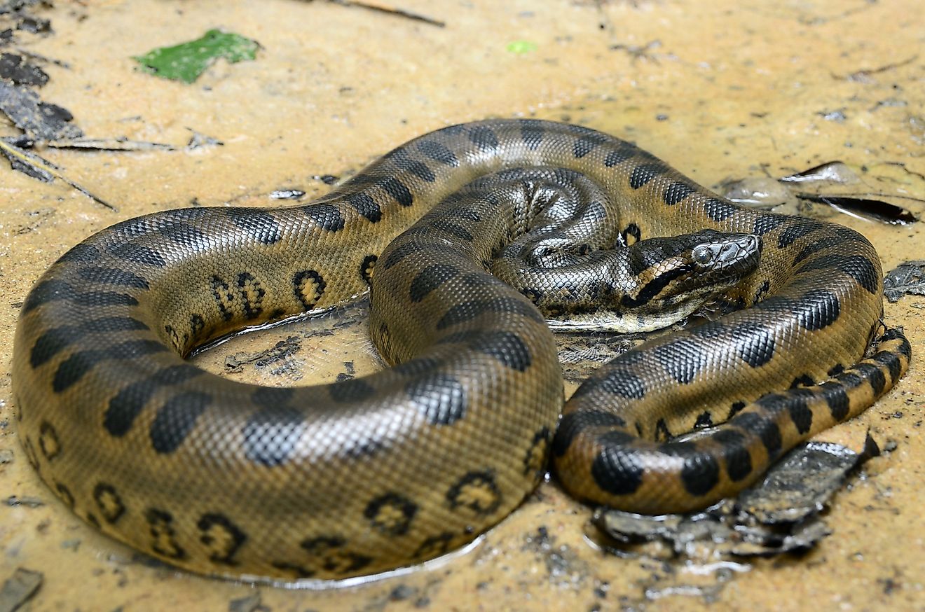 The Largest Snakes In The World