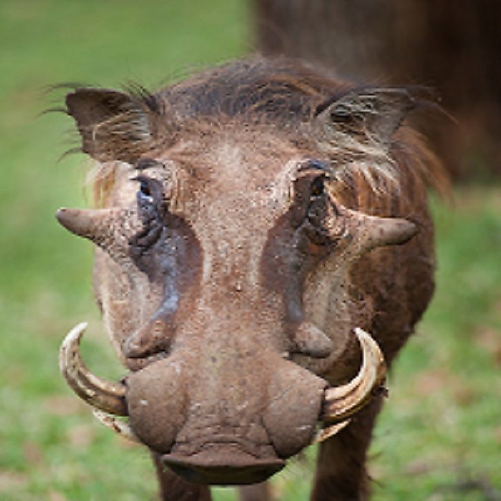 Common Warthog Facts Animals of Africa WorldAtlas