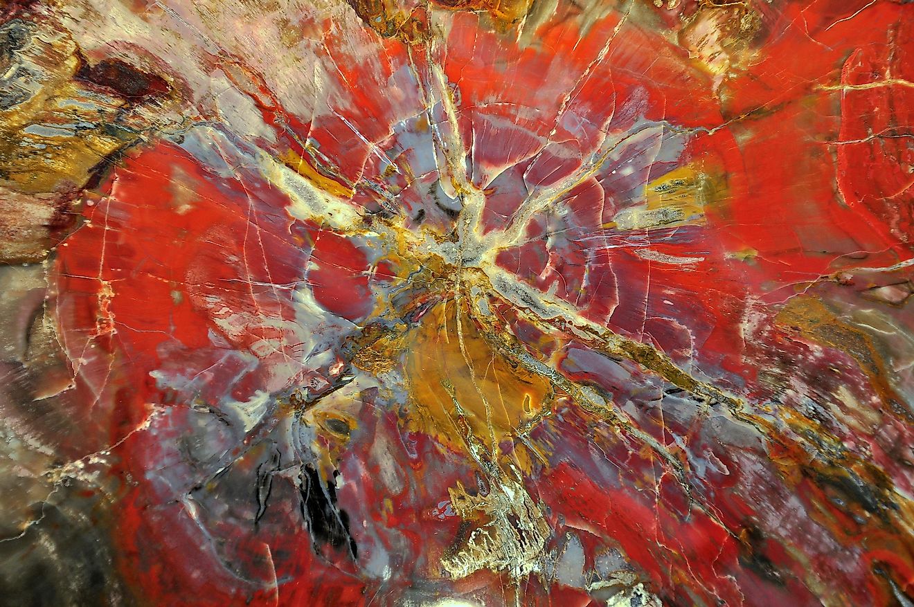 Is It Legal To Collect Petrified Wood In The US? WorldAtlas