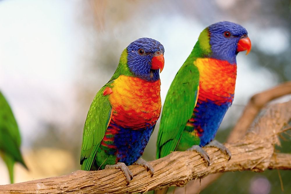 The Most Colorful Birds From Around The World Worldatlas