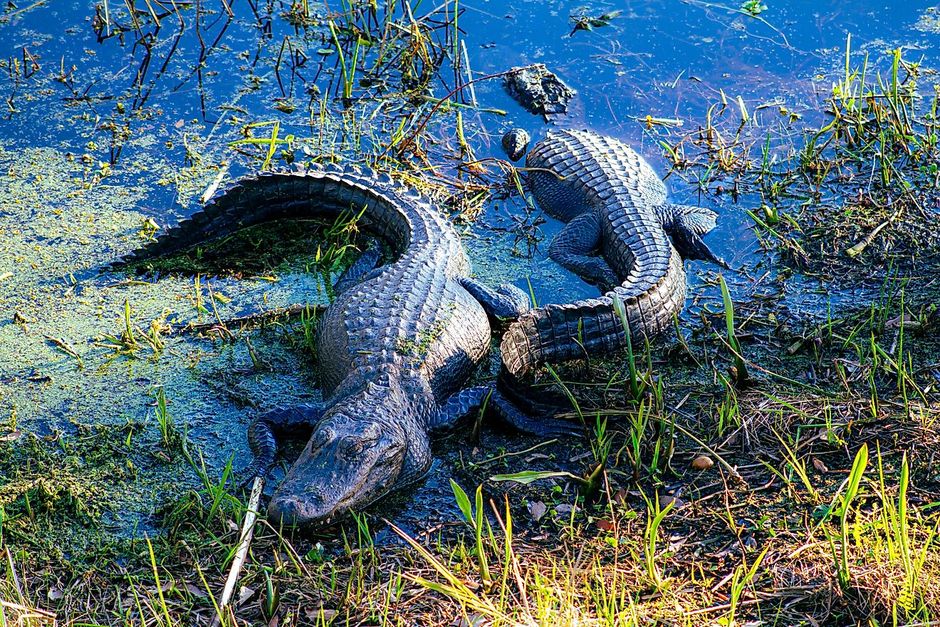 The Largest Swamp Left In America