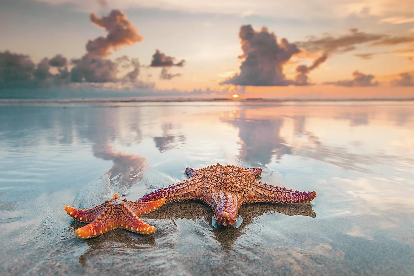 Do Starfish Have Eyes? WorldAtlas