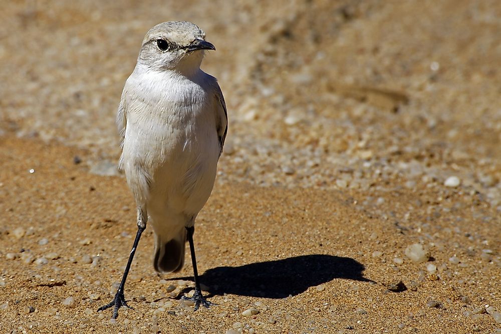 Native Birds Of Namibia WorldAtlas