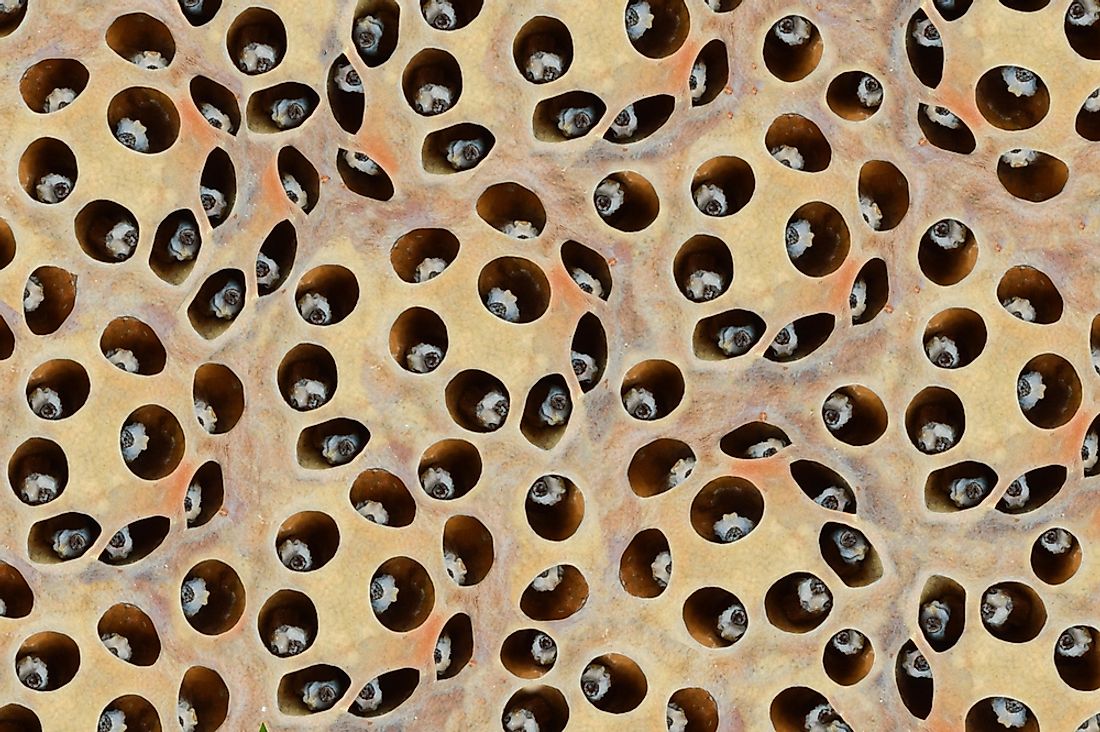 What Is Trypophobia Worldatlas