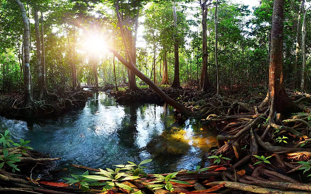 Peat Swamp Forests Forest Types Around the World WorldAtlas