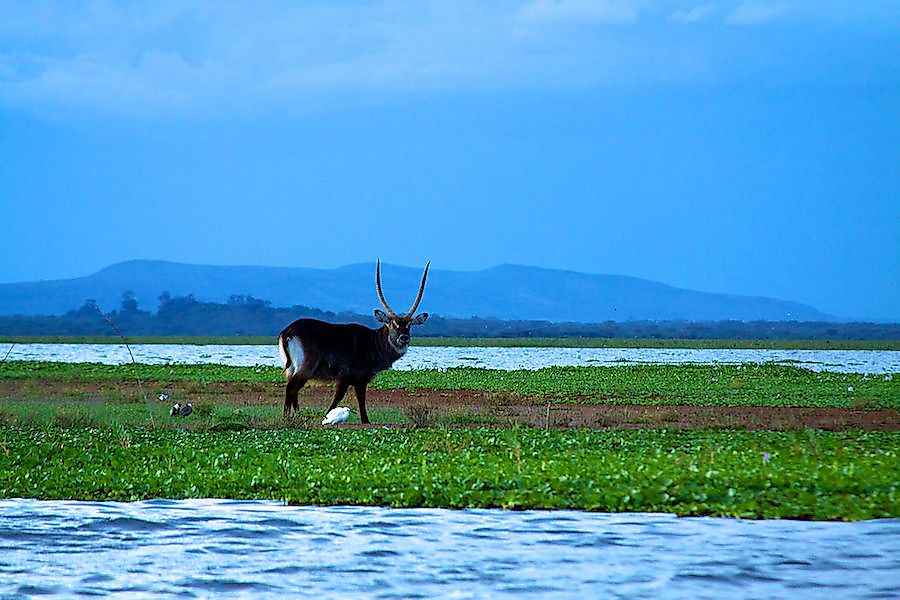 Ramsar Wetlands Of Kenya WorldAtlas