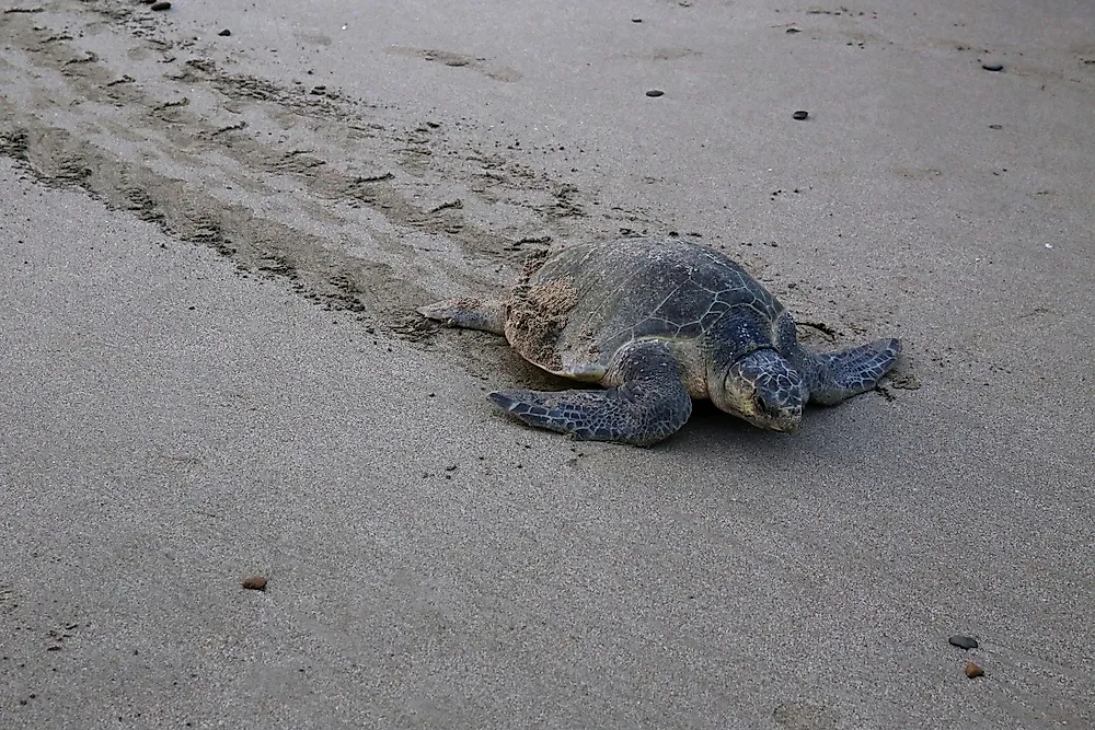 Olive Ridley Sea Turtle Facts: Animals of North America - WorldAtlas