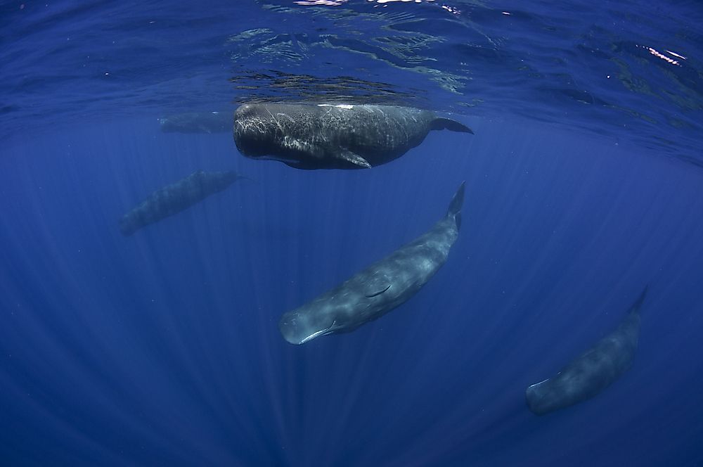 How Many Types Of Sperm Whales Live In The World Today? - WorldAtlas
